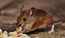 24 Hour & Emergency Exterminators in Mertztown, PA